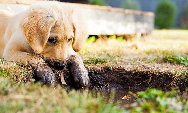 Czy warto kupić Macana?