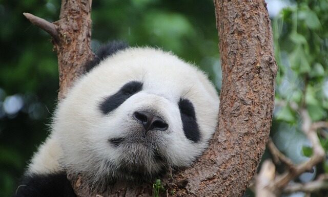 Ile kosztuje najtańsza Panda?