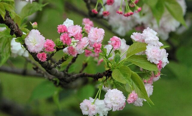 Jaka jest żywotność alternatora?