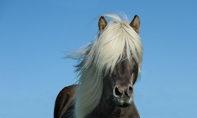 Ile koni ma G63? Ile koni ma G63?