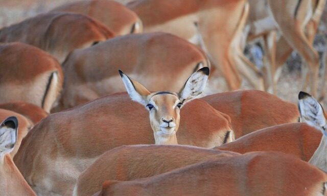 Czy wahacz może się urwać?